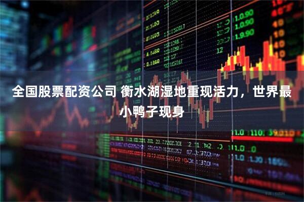 全国股票配资公司 衡水湖湿地重现活力，世界最小鸭子现身