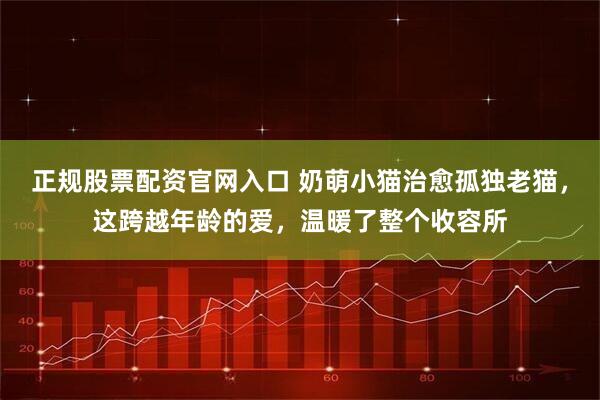 正规股票配资官网入口 奶萌小猫治愈孤独老猫，这跨越年龄的爱，温暖了整个收容所