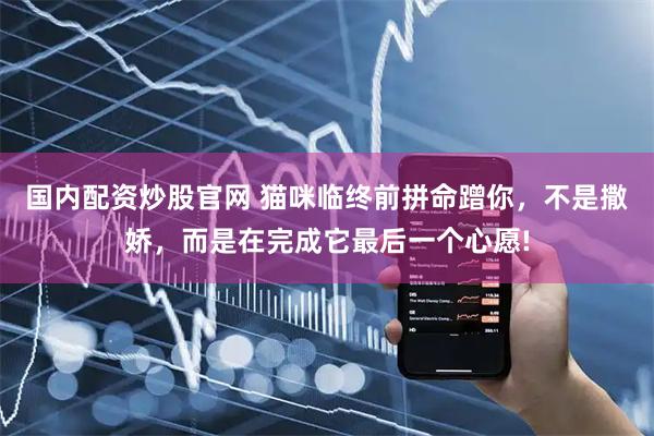 国内配资炒股官网 猫咪临终前拼命蹭你，不是撒娇，而是在完成它最后一个心愿!